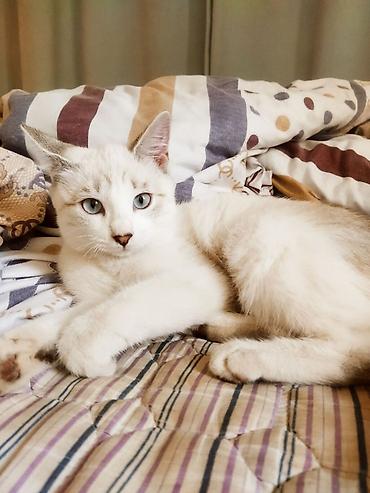 белые кошки: Котёнок девочка- Коралина- ищет любящих хозяев — 1