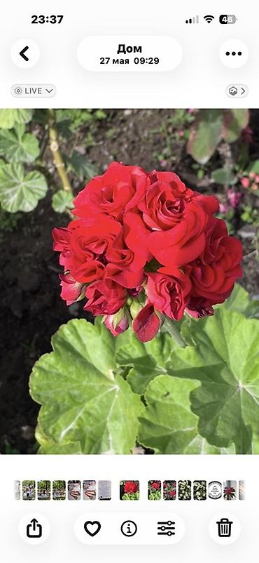 прокол земли: Комнатные растения в горшках 1) Спатифиллум (Spathiphyllum) в — 6