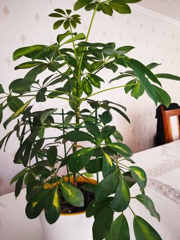 Диффенбахии: Диффенбахии at lalafo.kg — 6 Диффенбахии: Диффенбахии — 6