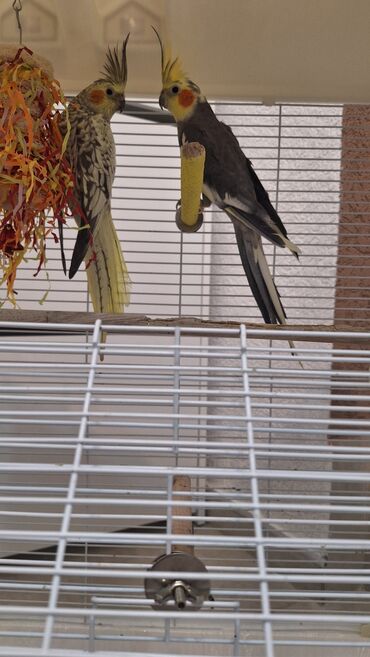 Ptice: Prodajem 2 prelepe nimfe (Normal gray i Pearl) sa velikim kavezom i na lalafo.rs — 3 Ptice: Prodajem 2 prelepe nimfe (Normal gray i Pearl) sa velikim kavezom i — 3