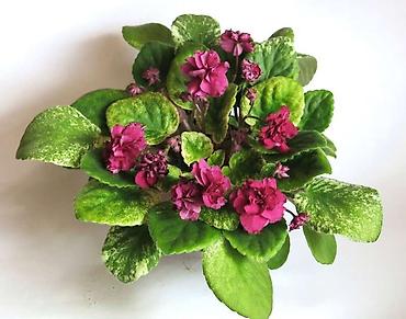 Фиалки и глоксинии: 🌱🌺🌱 Продаю сортовые ДЕТКИ стандартных, трейлерныхмини и полумини — 16