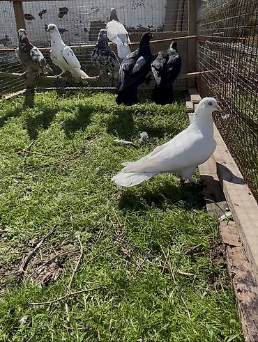 Göyərçinlər: Goyercinler satilir — 2