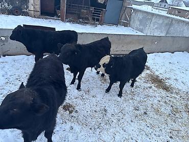 Коровы, быки: Продаю | Бык (самец) | На откорм — 2