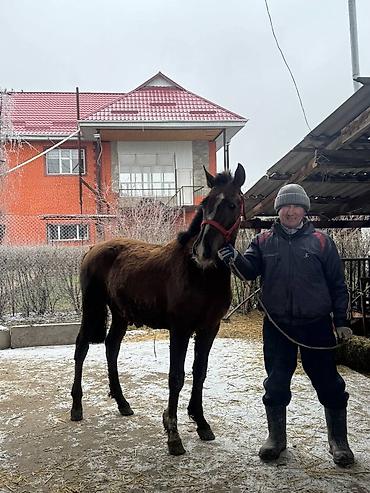 Лошади, кони: Продаю | Жеребец, Жеребенок — 7