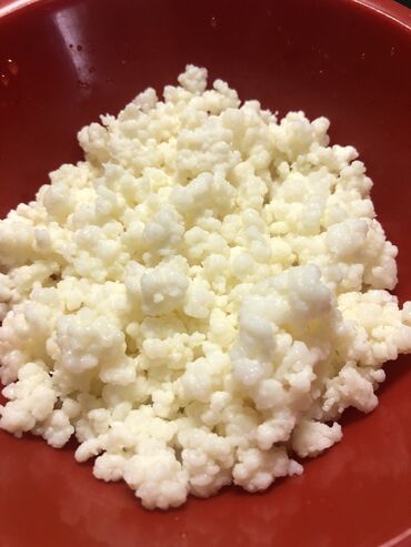 Mlečni proizvodi, jaja: Prodajem gljive za spravljanje tibetanskog kefira. Količina je — 11