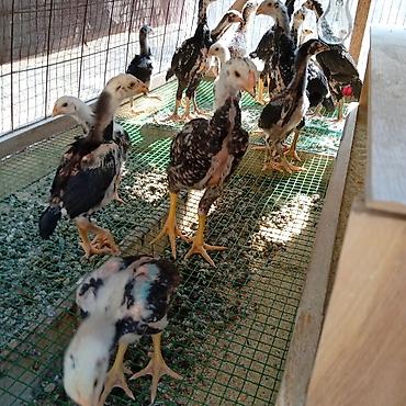 Куры, петухи: Продаю | Цыплята | Для разведения — 3