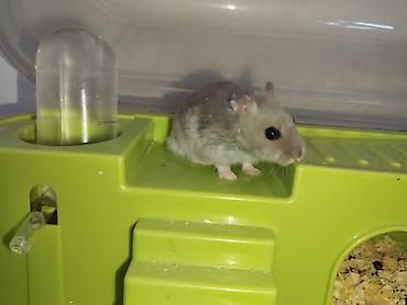 Животные: Продам джунгарского хомяка с клеткой-дюной😲🐭 Продам готовый комплект — 1