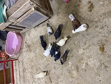 balaca pisik satisi: Sağlam heyvalardır 11eded tergizme icinde sat verende var tek tek — 3