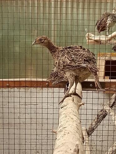А/ч жаныбарлары үчүн тоюттар: Продаю молодых охотничьих и румынских фазанов — 3