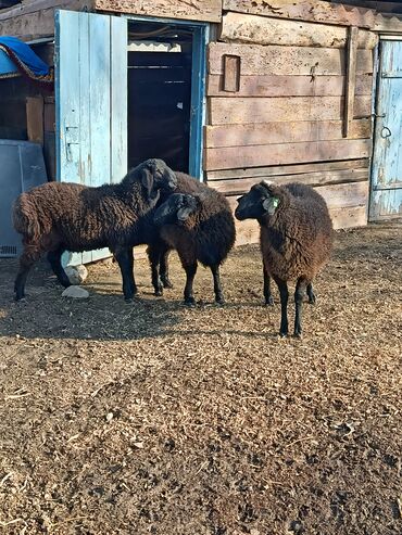Бараны, овцы: Продаю | Овца (самка), Баран (самец) | Гиссарская | Для разведения | Осеменитель, Матка — 1