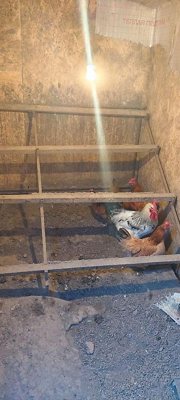 Продажа дач: Продается Дача 5 соток с двухэтажным домом 46 квадратов летней — 19