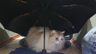 сколько стоит персидская кошка: 4 года, Мальчик, Биколор, Кастрирована
