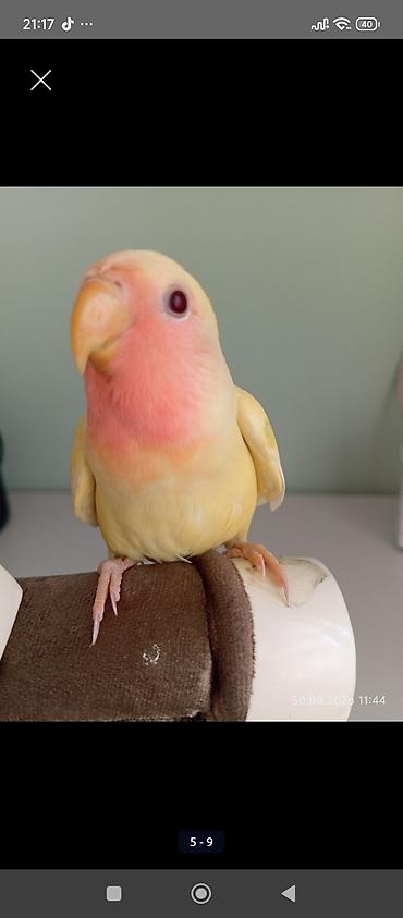 quş yuvalari: Sarı rəng nerazlucnik (lovebird) satılır.Dişidir.2 ay yarımlıqdır. Ələ — 3