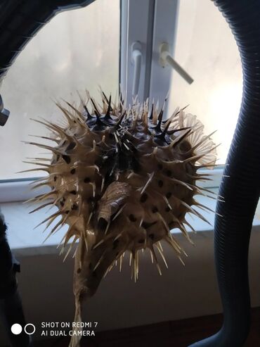 Digər ev dekoru: Рыба -еж рыба-шар чучело в наличии 2 шт — 10