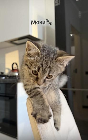 солнечную воскотопку: Мони 🎀 Очень ласковая, умная и игривая девочка. Любит внимание — 1
