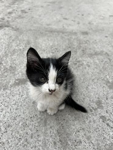 Отдам даром кошку: Кошка даром: Беспородная, 2 месяца, Девочка — 2