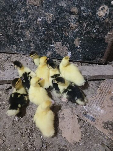 Inəklər, öküzlər: 10 günlük lal ördek balalari satilir