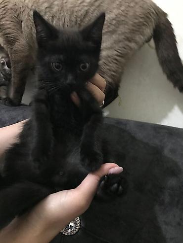 Pişiklər: Yaxşı əllərə — 5