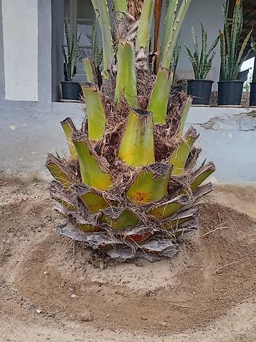 palma agaci satilir: Xurmapalma (Phoenix dactylifera) – iri ölçülü, dekorativ landşaft — 2