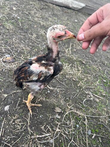 Кошки: Heyratı cücələr satılır yaxşı heyvanların balalarıdi 2 ci