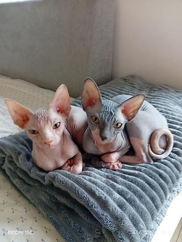 male mace: Preostala su još dva prelepa mužjaka Sphynx mačića stara 3,5 meseca — 1