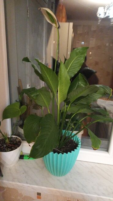 цветок заячьи ушки: Məhsul: Otaq bitkiləri - Spatifillum (Spathiphyllum) – iri, dekorativ at lalafo.az цветок заячьи ушки: Məhsul: Otaq bitkiləri - Spatifillum (Spathiphyllum) – iri, dekorativ