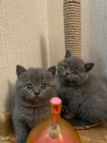 Pişiklər: Britan — 2