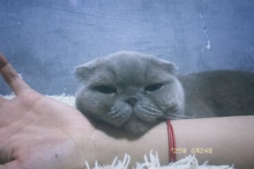шотландская кошка шиншилла: Вязка: Скотиш Фолд (Шотландская вислоухая), Девочка, 4 года, С прививками, Серый