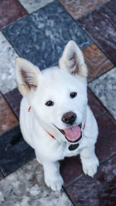 средноазиатска овчарка цена: Акита-ину, 3 месяца, Самец, С прививкой, С родословной
