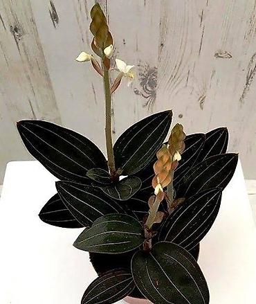 орхид: Орхидея-«драгоценник» (Ludisia discolor, jewel orchid) - Эффектная — 2