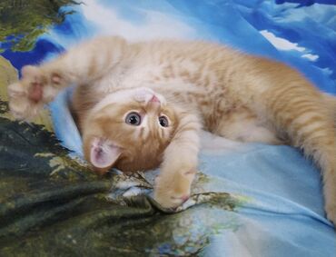Кошки: Скотиш Страйт (Шотландская прямоухая), 2 месяца, Мальчик