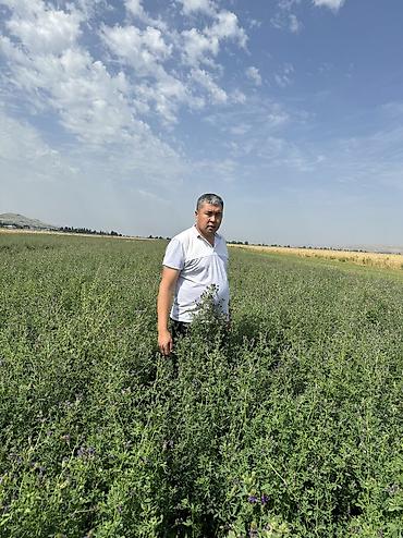 Другие зерновые культуры: Беде урук 100% Кыргызстан местный урук 7-8 жылдык (Кытай эмес — 6