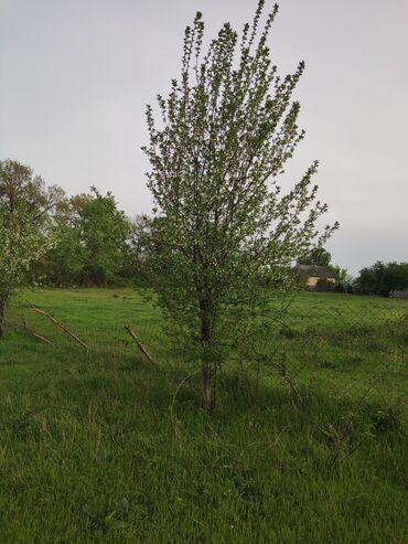 Torpaq sahələrinin satışı: 25 sot, Tikinti, Mülkiyyətçi, Kupça (Çıxarış) -da lalafo.az — 11 Torpaq sahələrinin satışı: 25 sot, Tikinti, Mülkiyyətçi, Kupça (Çıxarış) — 11