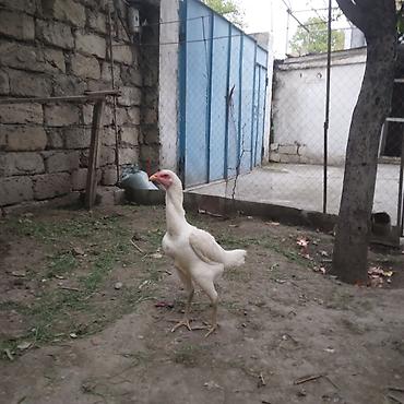 Toyuqlar: Toyuq, Damazlıq — 2