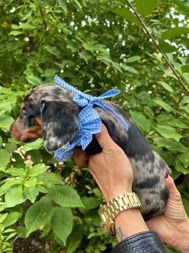 Psi: Odgajivacnica pasa “Happy Puppies” ima prelepe stence mini jazavicara — 9