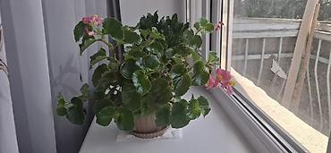 декор: Другой декор, Самовывоз — 7