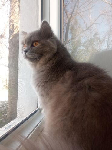 британская лиловая кошка: Прадоётся Британска длинна шёрстая кошка ей 8 месяца