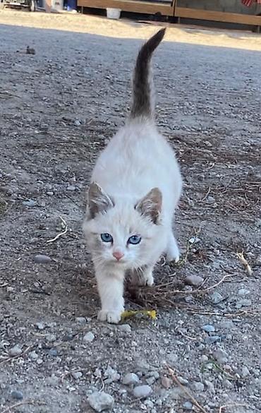 белые котята: Сиамская, 3 месяца, Мальчик — 4