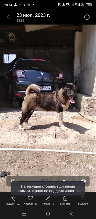 balaca boyumeyen itler: Akita-inu, 3 il, Dişi, Peyvəndli, Ünvandan götürmə