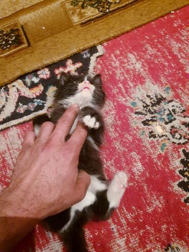 Pişiklər: Məhsul: Ev pişiyi və balası Təsvir: - Şəkillərdə iki pişik görünür — 7