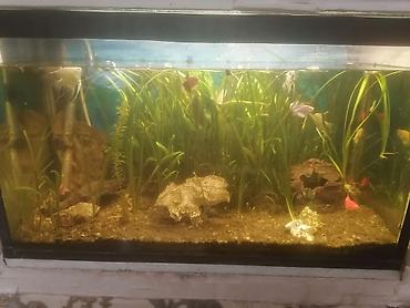 akvarium satışı: SALAM ALEYKUM. Akvaryum satılır uzunu 76 Hündürlük 44 eni 36 — 3