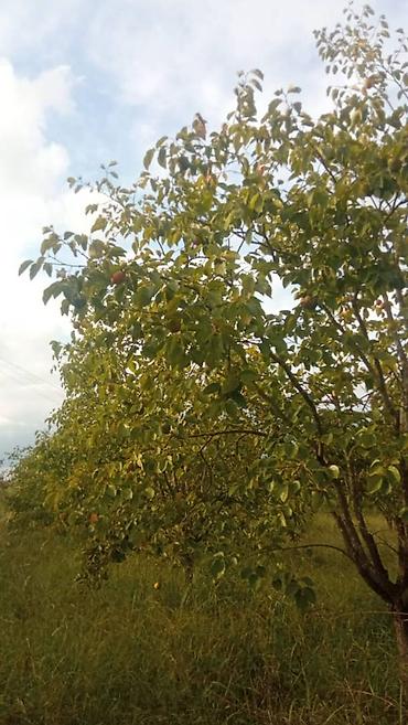 mingecevirde torpaq satisi: 263 sot, Kənd təsərrüfatı, Mülkiyyətçi, Kupça (Çıxarış) — 4