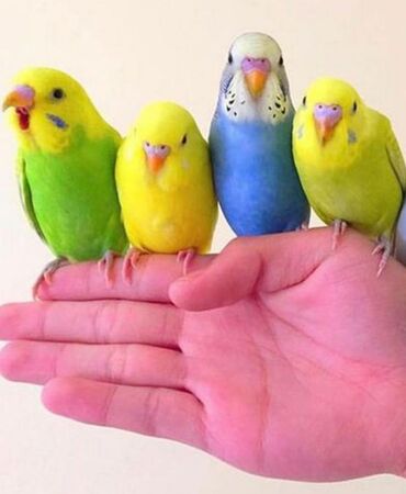 Птицы: Попугаи волнистые хорошо учатся говорить и приручаются к рукам. Так же
