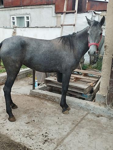 үй жаныбарлар: Сатам | Бээ (ургаачы) — 9