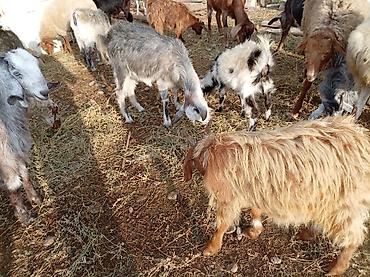 keci sanen: 2 baş hələb çəpişi 1dişi 1erkək.7 aylıqdirlar. Tam sağlam heyvanları — 8