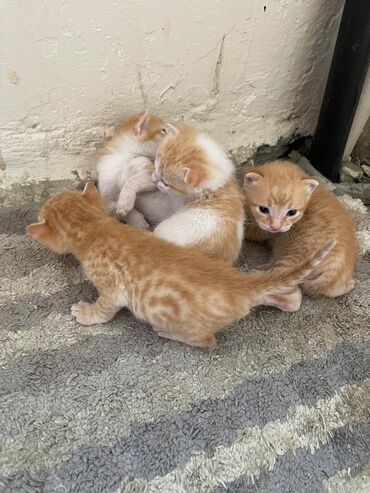 Pişiklər: Пристраиваются котята в добрые руки ❤️ Мама и малыши живут в подъезде