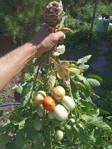 Другие услуги: Ищу бизнес партнера, инвестора, для выращивания овощей (открытый — 9