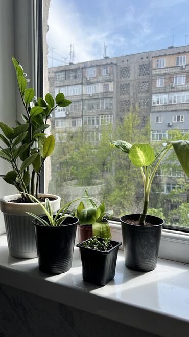 Другие комнатные растения: Продаю вместе 5 растений с горшками (пересажены в новый грунт с