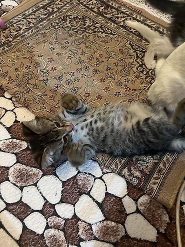 коты белый: Белый котёнок с голубым ошейником - Порода: домашняя короткошёрстная — 2