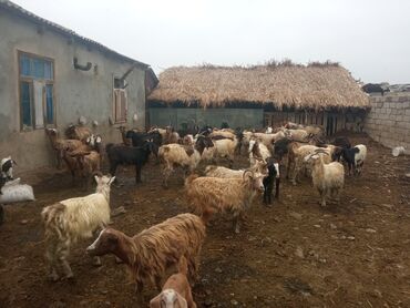 Keçi, çəpiş: Keçilər satilir — 7